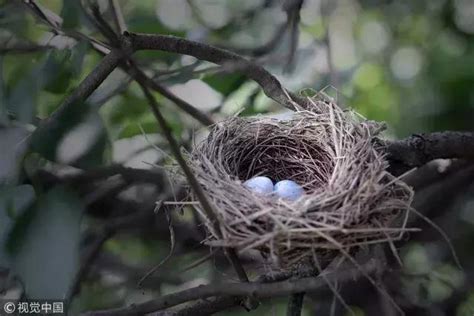 鳥在家裡築巢|【鳥築巢吉兆】迎祥納瑞：野鳥築巢，居家風水好兆頭！